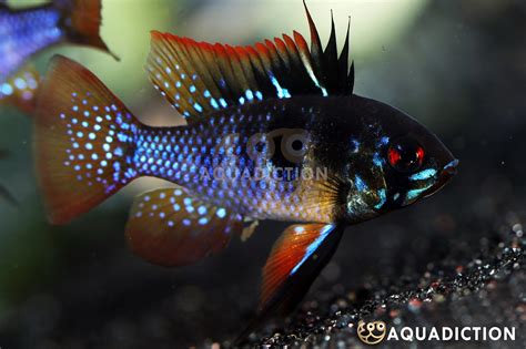 ram fish care|Ram Cichlids (Ramirezi) Care: Complete Guide for Beginners.